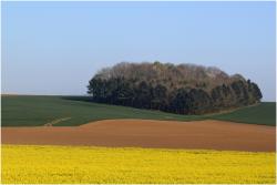 Bosquet picard au printemps