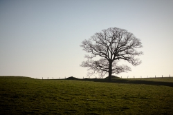 L'arbre
