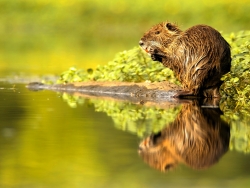 Reflet