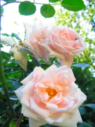 Rose en deuil