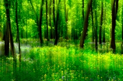 Les couleurs du printemps