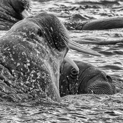 svalbard 5 -Morses