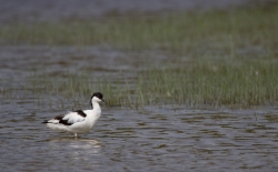 avocette élégante