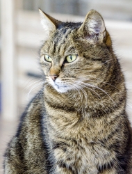 le regard d'un tueur