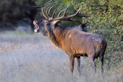 Cerf 14 cors lançant son cri de gloire et de défi.