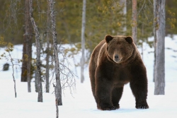 Ours Brun (Ursus arctos)
