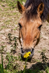 Le pouvoir des fleurs