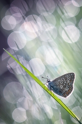 the droplets seduction *