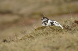 Lagopède alpin
