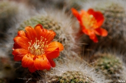 Fleurs sur lit...piquant!