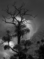 APRES LA TEMPETE