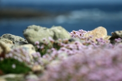 printemps à Sein (x3)