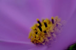 pistils macro