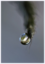 bulle de fraîcheur