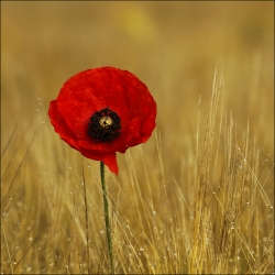 Papaver rhoeas....