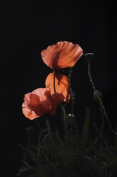 le soleil transperce le coeur de la fleur