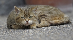 Mon tigre