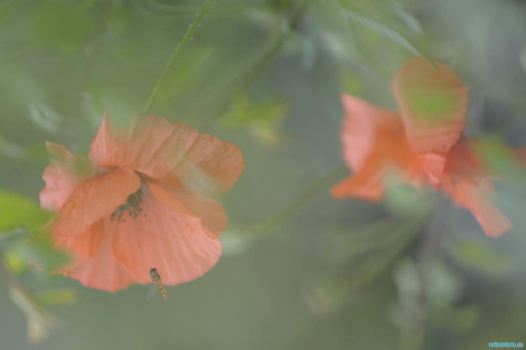 la douceur de la fleur