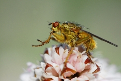 Mouche à ... merde