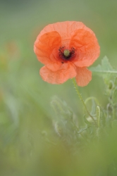 la fleurque j'aime