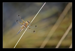 Libellula quadrimaculata  si je ne me trompe pas....