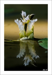 reflet