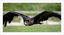 Portrait  volant