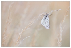 Petit coup de blanc