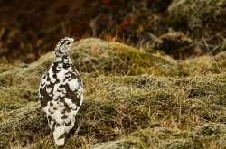 Lagopède alpin femelle
