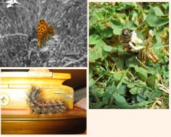 Mes premières macros (à partir de 2006)