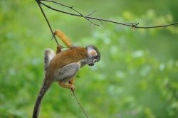 une petite branche , toute petite branche