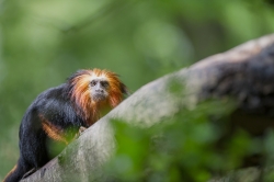 La planête des petit singes