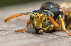 guêpe Poliste gallicus