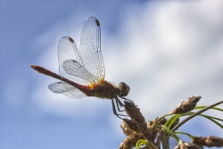 Sympetrum