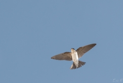 hirondelle