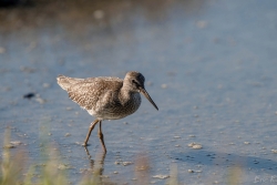 bécasseau variable aussi