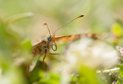 la larme aux yeux