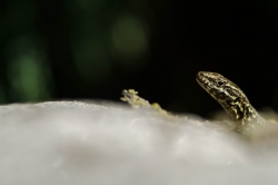 Y'a pas d'lézard...