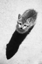 Chat long sur sol (71)