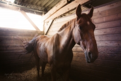 Horse...
