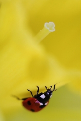 Pistil en vue