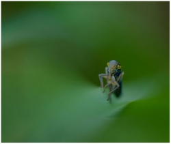 microcosmos