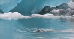 le clown du Jokulsarlon