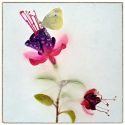 Fushia