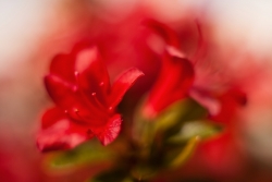 Fuzzy rise III ...