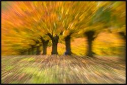 Coup de zoom sur l'automne