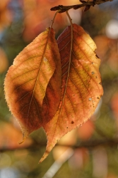 Feuille d'automne