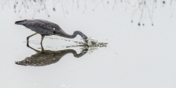 Harpoon...