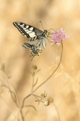 Machaon butinant.