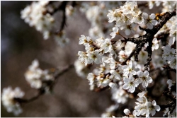 printemps